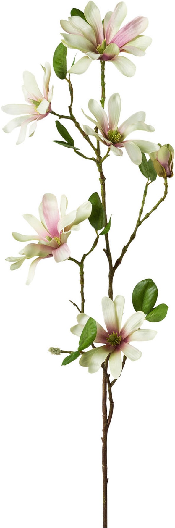 Creativ green Kunstblumenstrauß »Magnolienzweige in Vase« mit traumhaft schönen Blüten