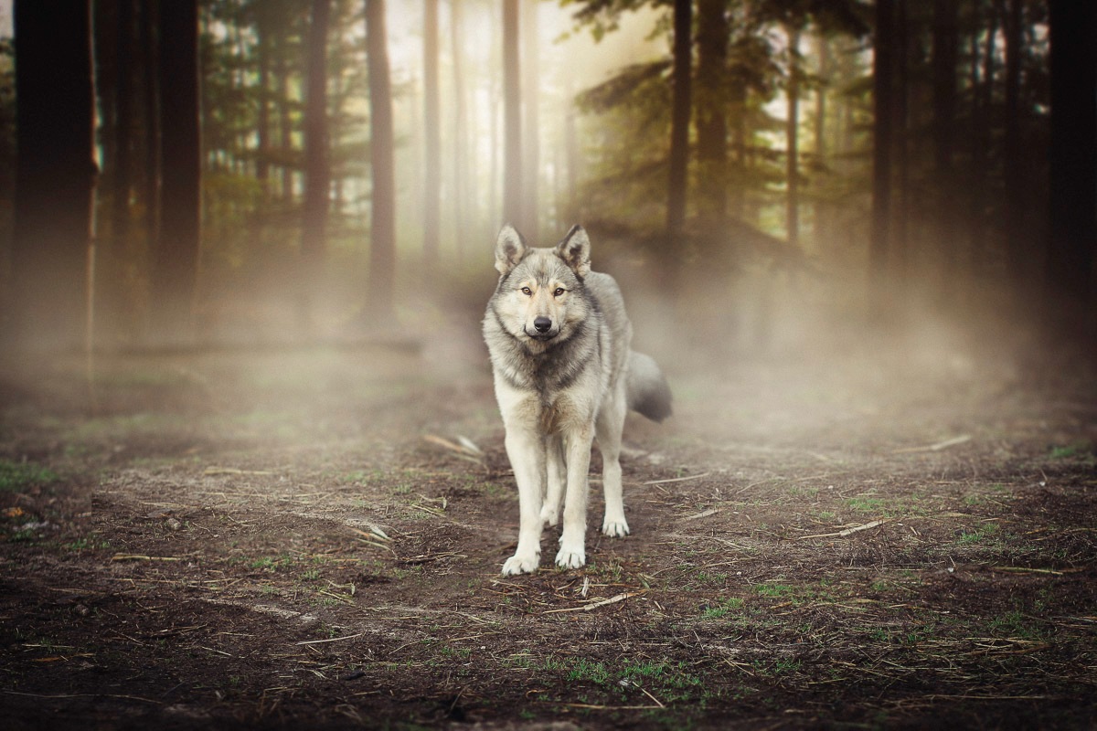 Papermoon Fototapete »Wolf im Wald«