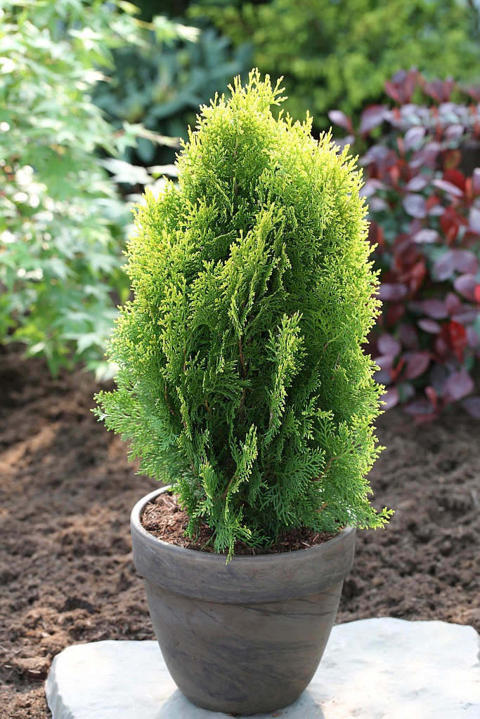 BCM Hecken »Lebensbaum 'Aurea Nana'«, (6 St.), Höhe: 15-20 cm, 6 Pflanzen kaufen
