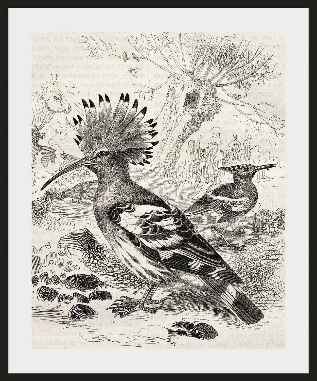 queence Bild »Ferdinand« Kunst   Vogelbilder   Vögel   historische Ereignis günstig online kaufen