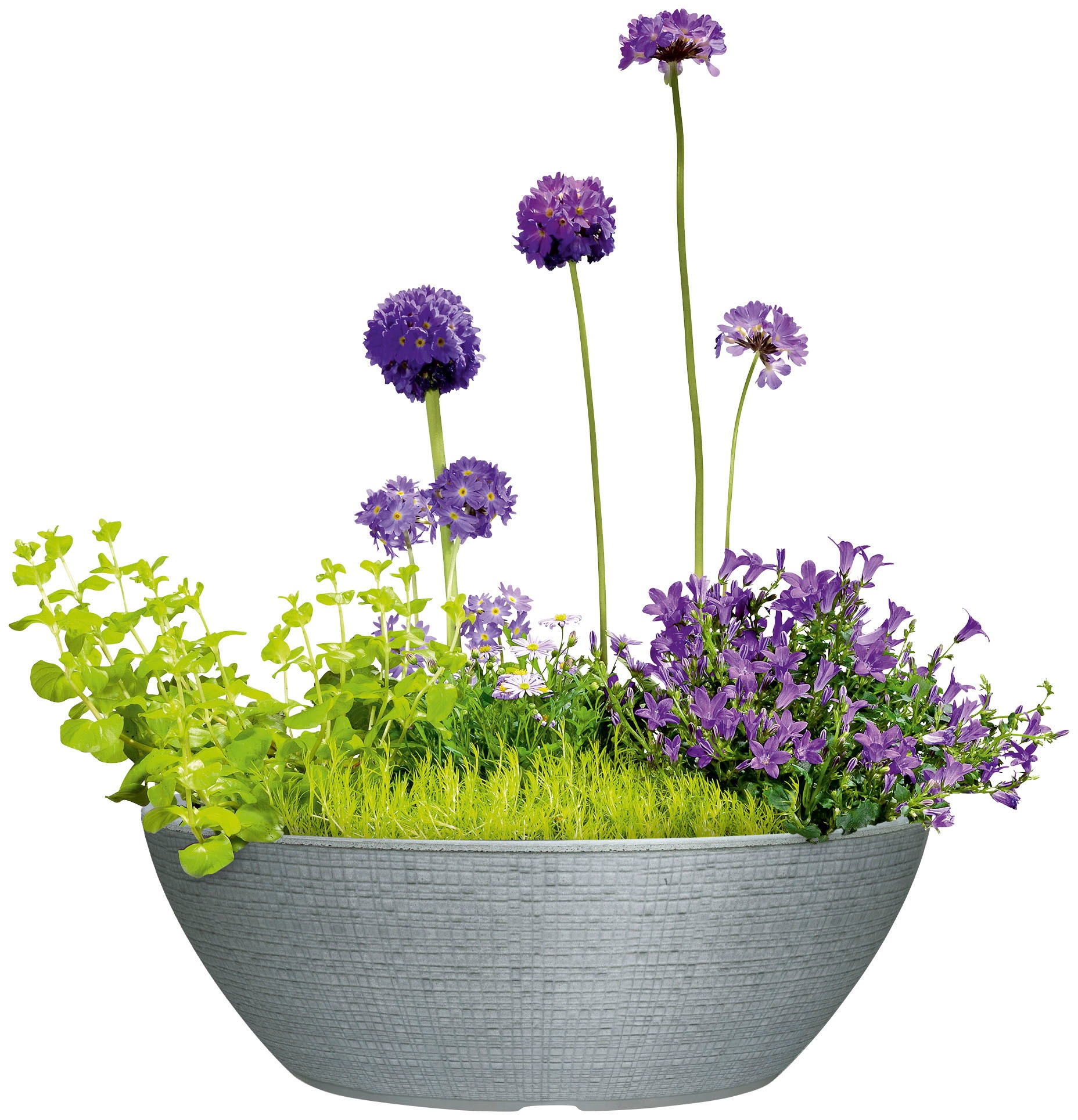 Scheurich Blumentopf »60/298 BARCEO JARDINIERE«