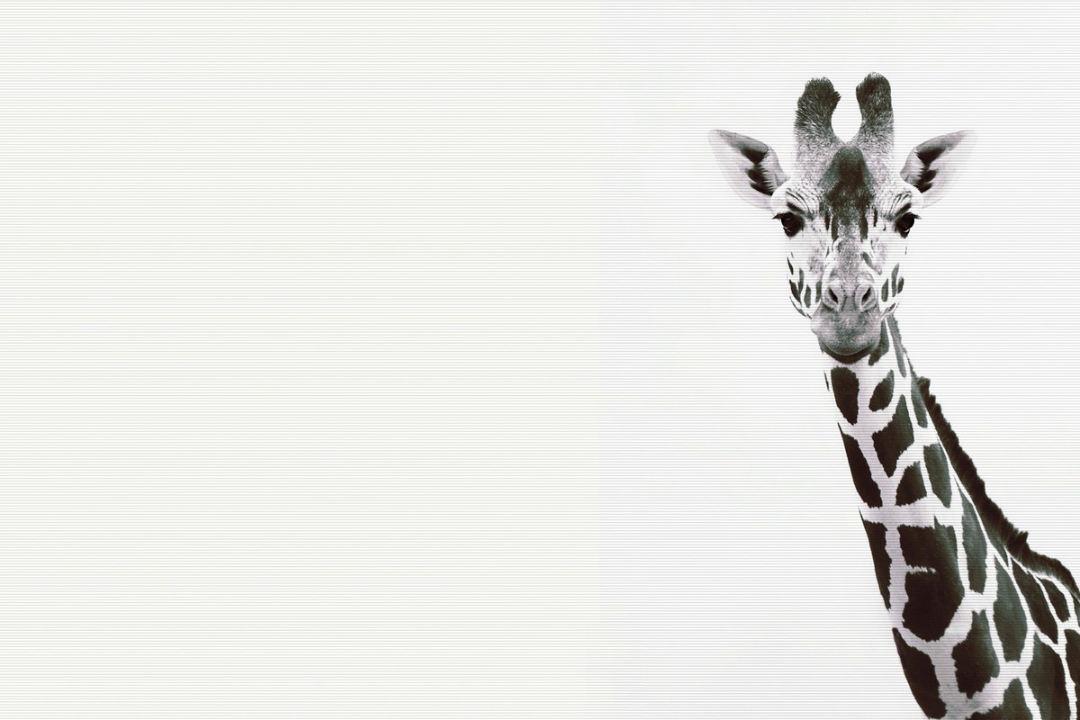 A.S. Création Leinwandbild »Giraffe Portrait - Wandbild Schwarz Weiß Keilra günstig online kaufen