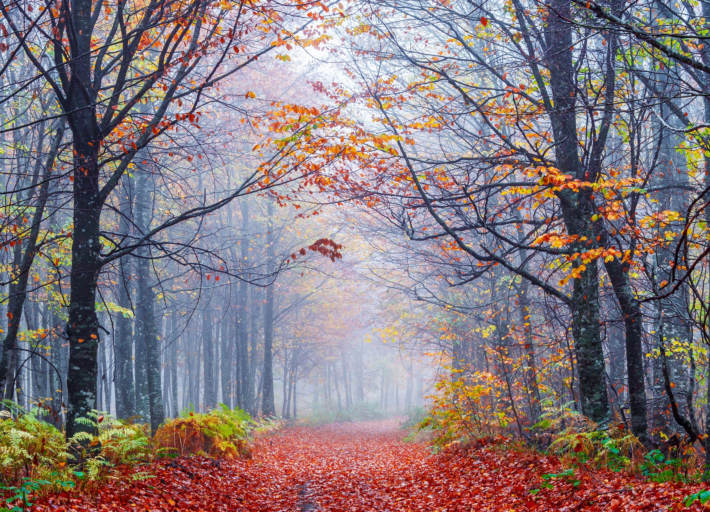 Papermoon Fototapete »Foggy Autumn Forest Road« glatt günstig online kaufen