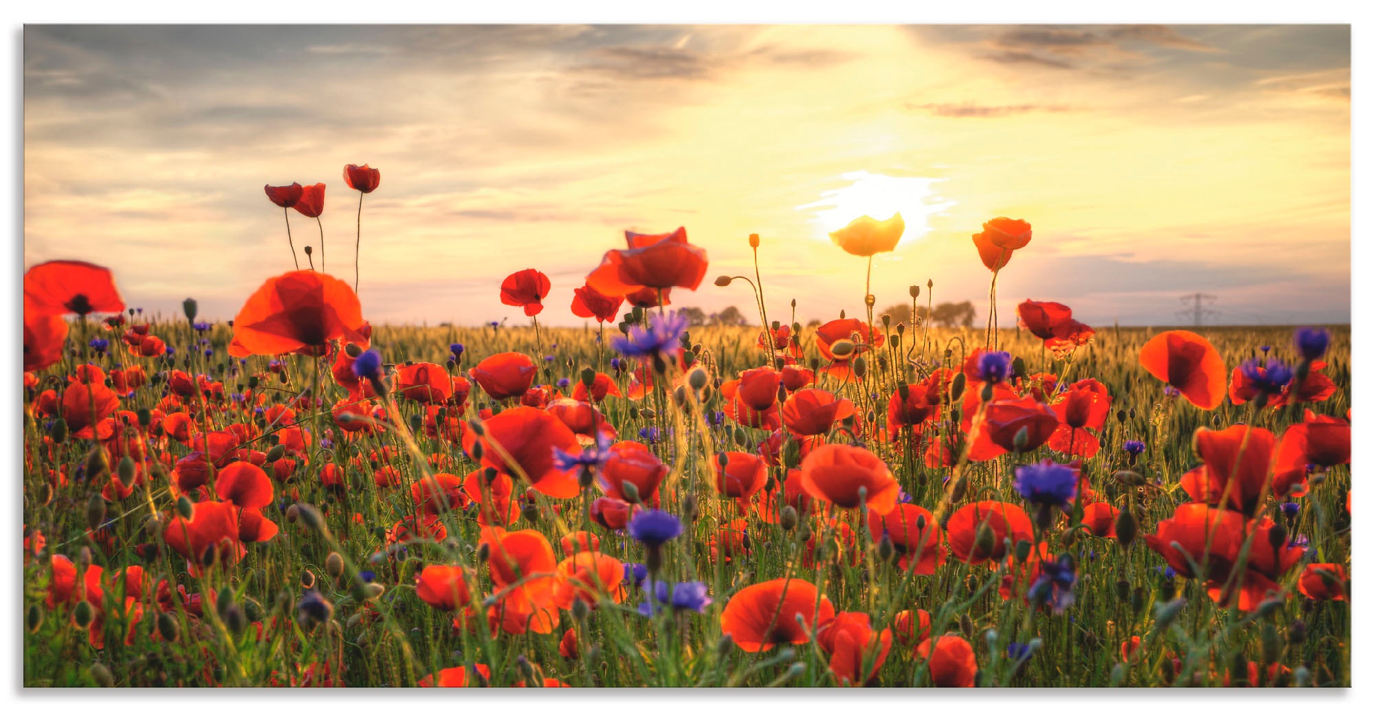 Artland Wandbild »Mohnblumen«, Blumen, (1 St.), als Alubild, Outdoorbild, L günstig online kaufen