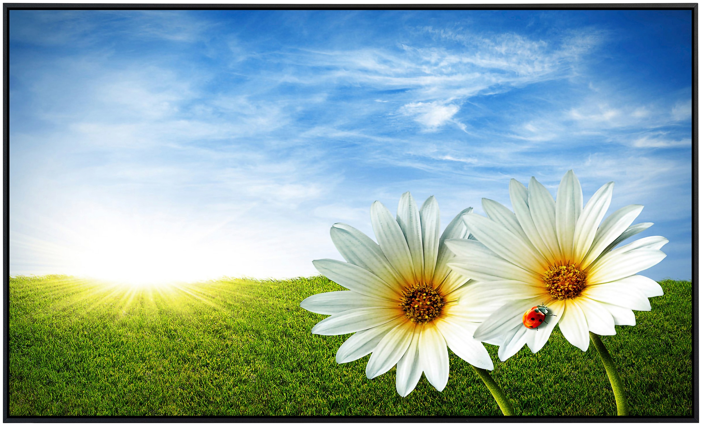 Papermoon Infrarotheizung »Frühlingsgänseblümchen«, sehr angenehme Strahlun günstig online kaufen