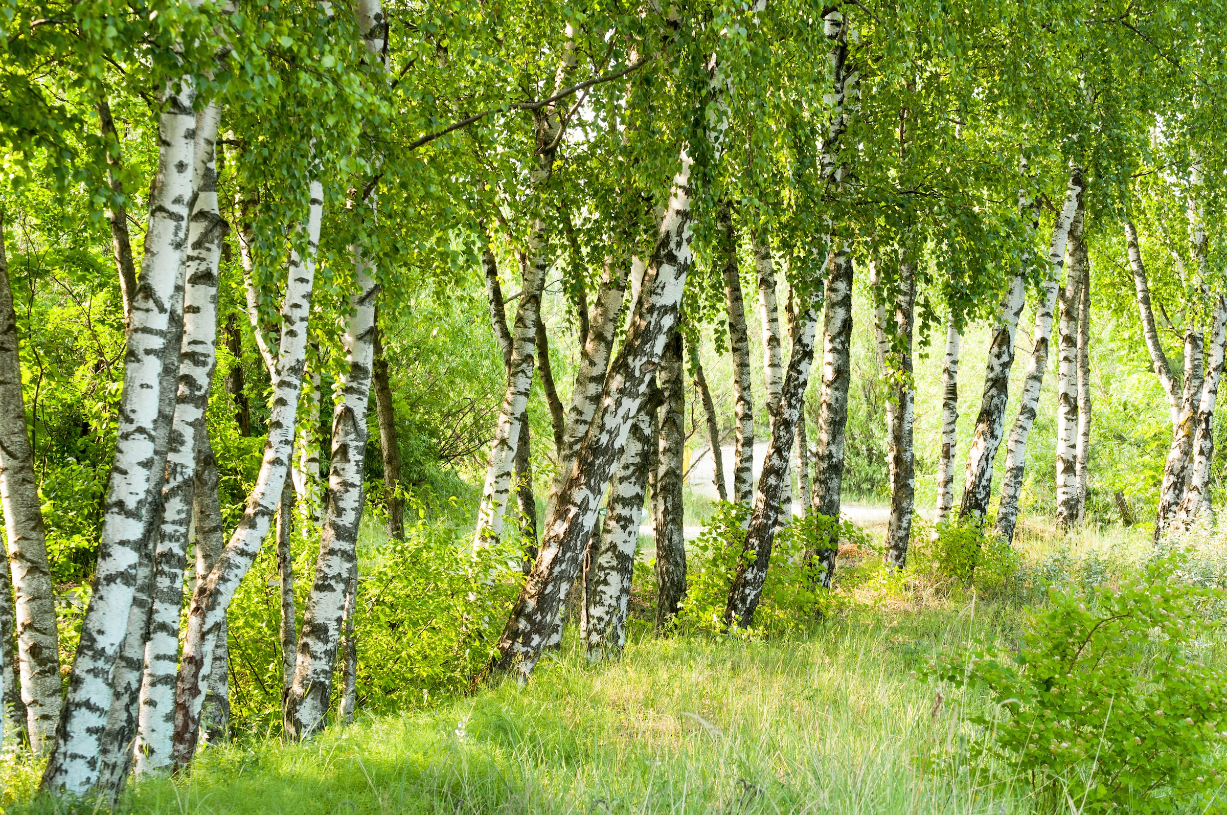 Papermoon Fototapete »Birch Tree Forest« glatt günstig online kaufen