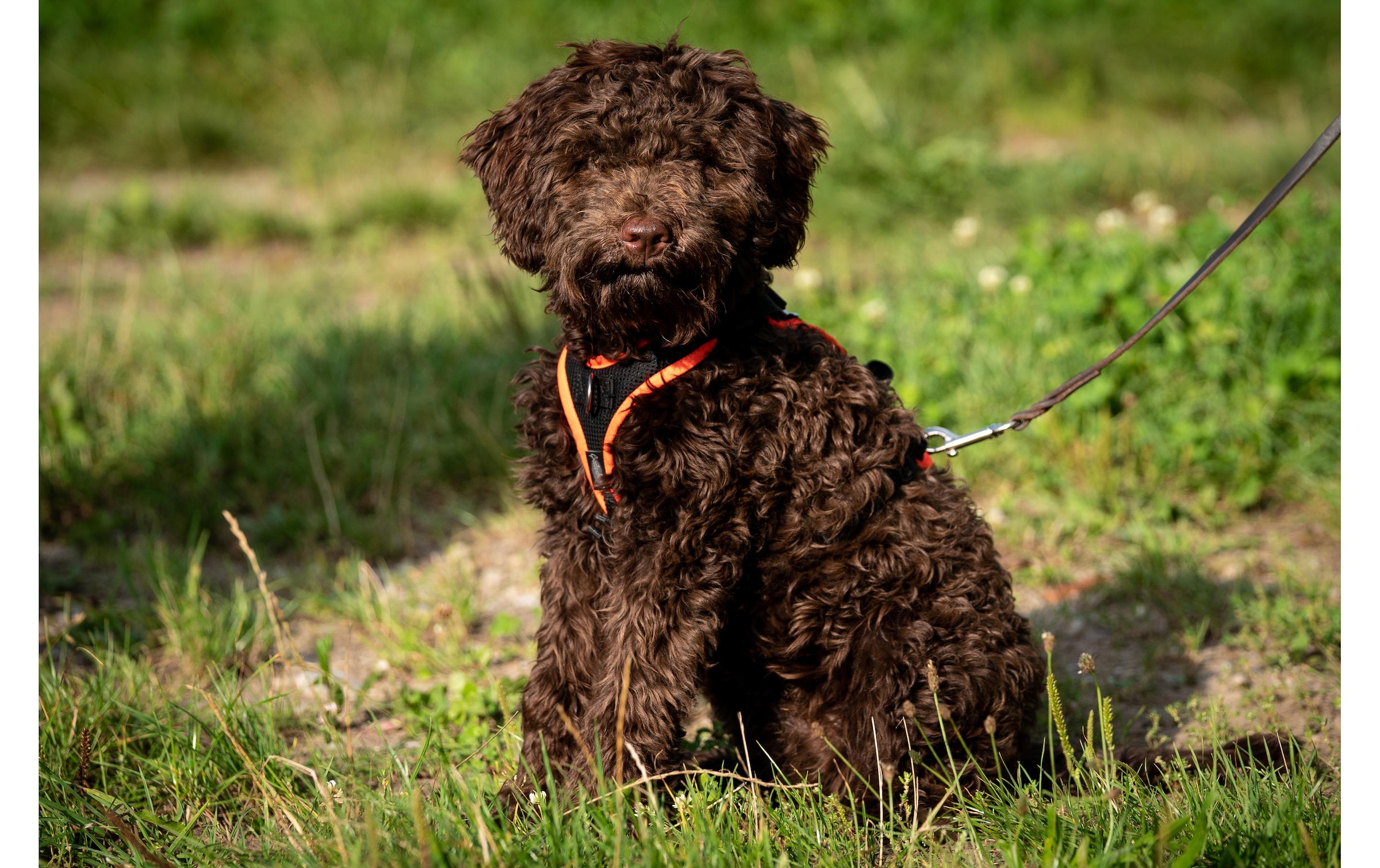  Hunde-Geschirr »Geschirr 3XS« Polyester