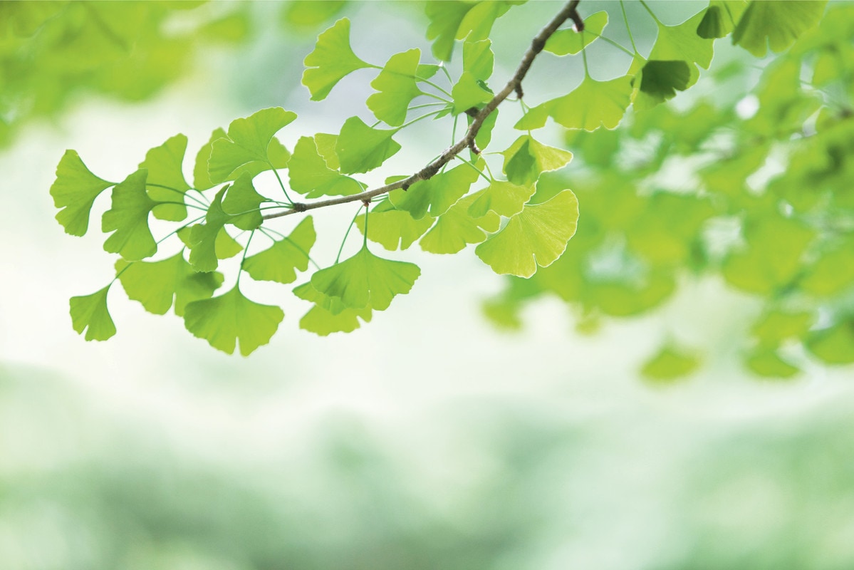 A.S. Création Vliestapete »Fototapete Ginkgo-Blätter in Grün Naturmotiv« ma günstig online kaufen