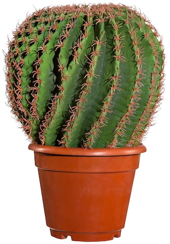 Creativ green Kunstpflanze »Kaktus Echino«, (1 St.), im Kunststofftopf kaufen