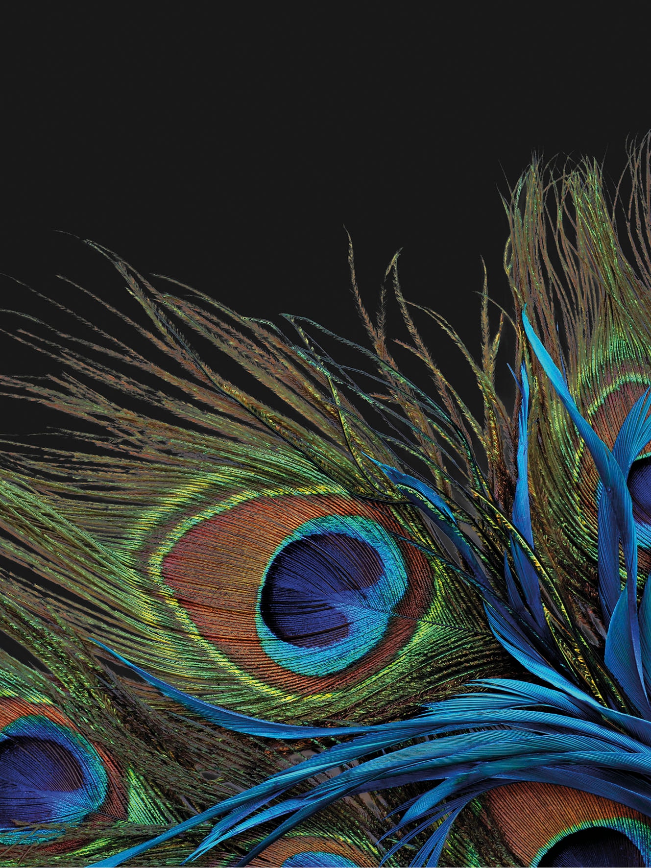 KiNZLER Wohndecke »Mikrofaser Fotodruck "Pfau"« günstig online kaufen