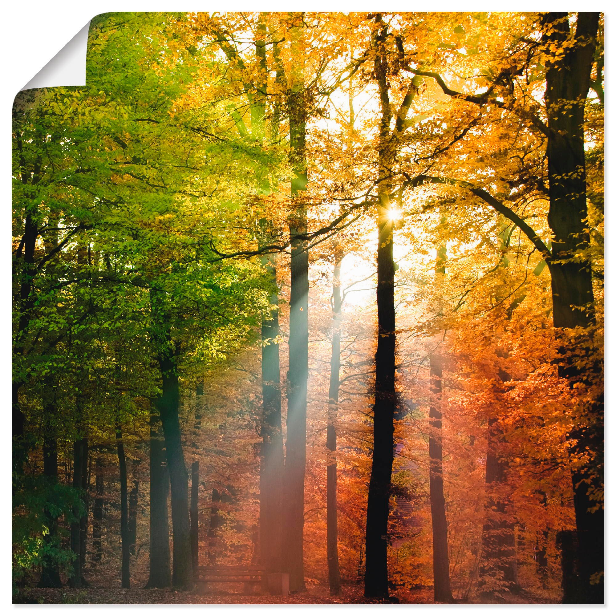 Artland Wandbild »Schöner Herbsttag 2«, Wald, (1 St.), als Alubild, Outdoorbild, Leinwandbild, Poster in verschied. Größen