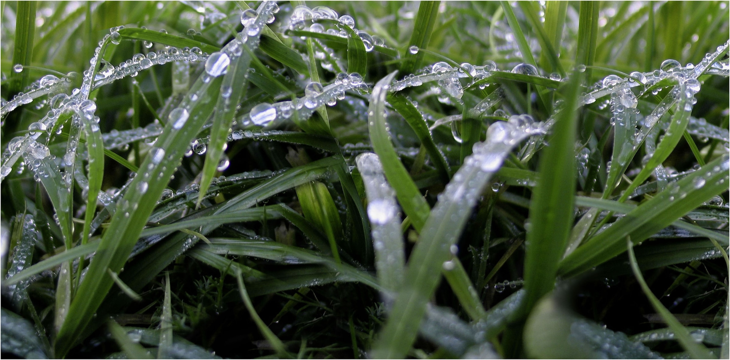 Express Küchen Küchenrückwand »"Regenwald", als Spritzschutz geeignet, mit Schutzlack versehen«, (1 tlg.), in verschiedenen Breiten