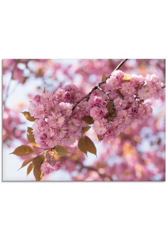 Glasbild »Japanische Kirschblüte in Love I«, Blumen, (1 St.)