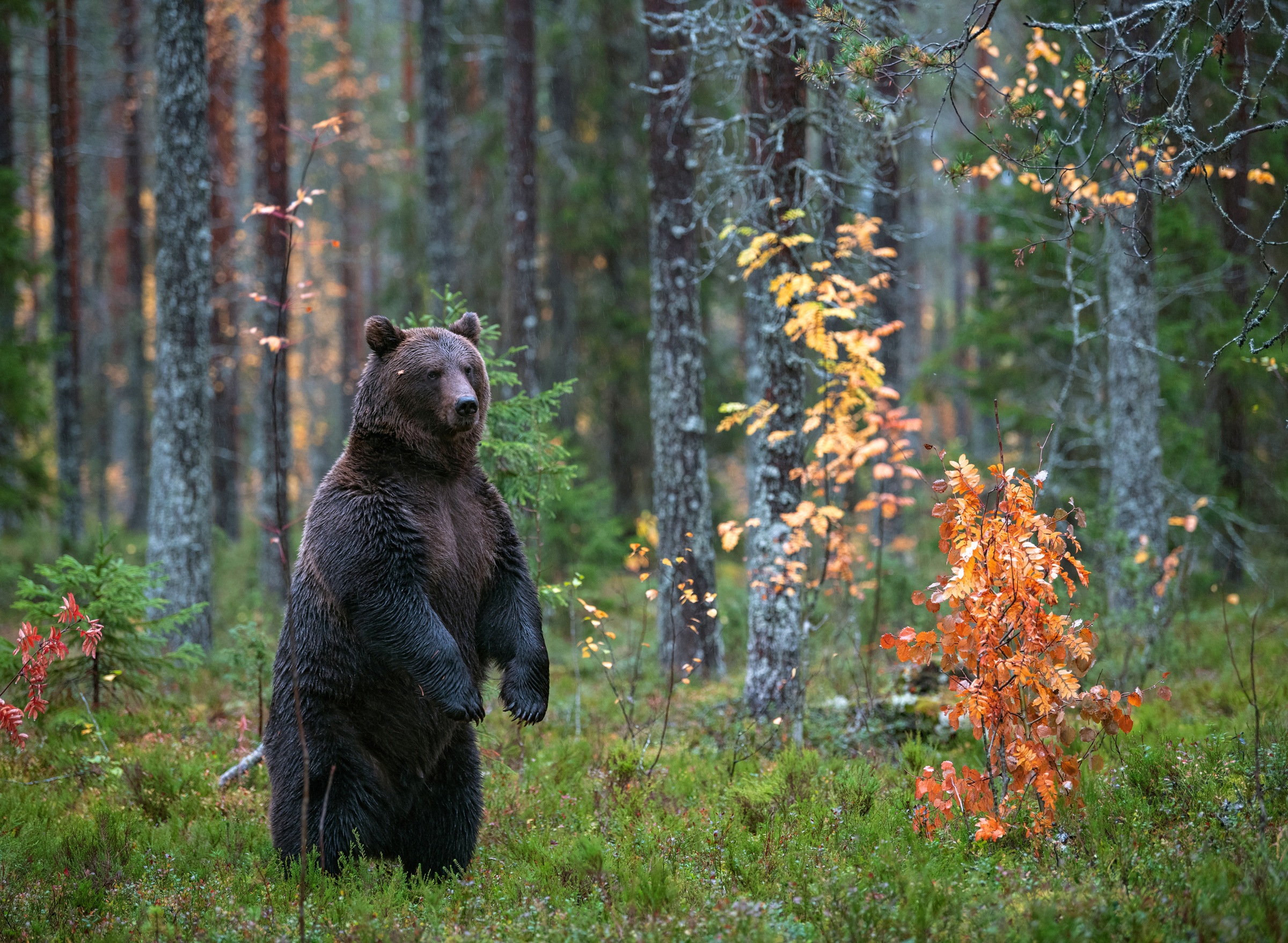 Papermoon Fototapete »Brown Bear in Autumn Forest« glatt günstig online kaufen