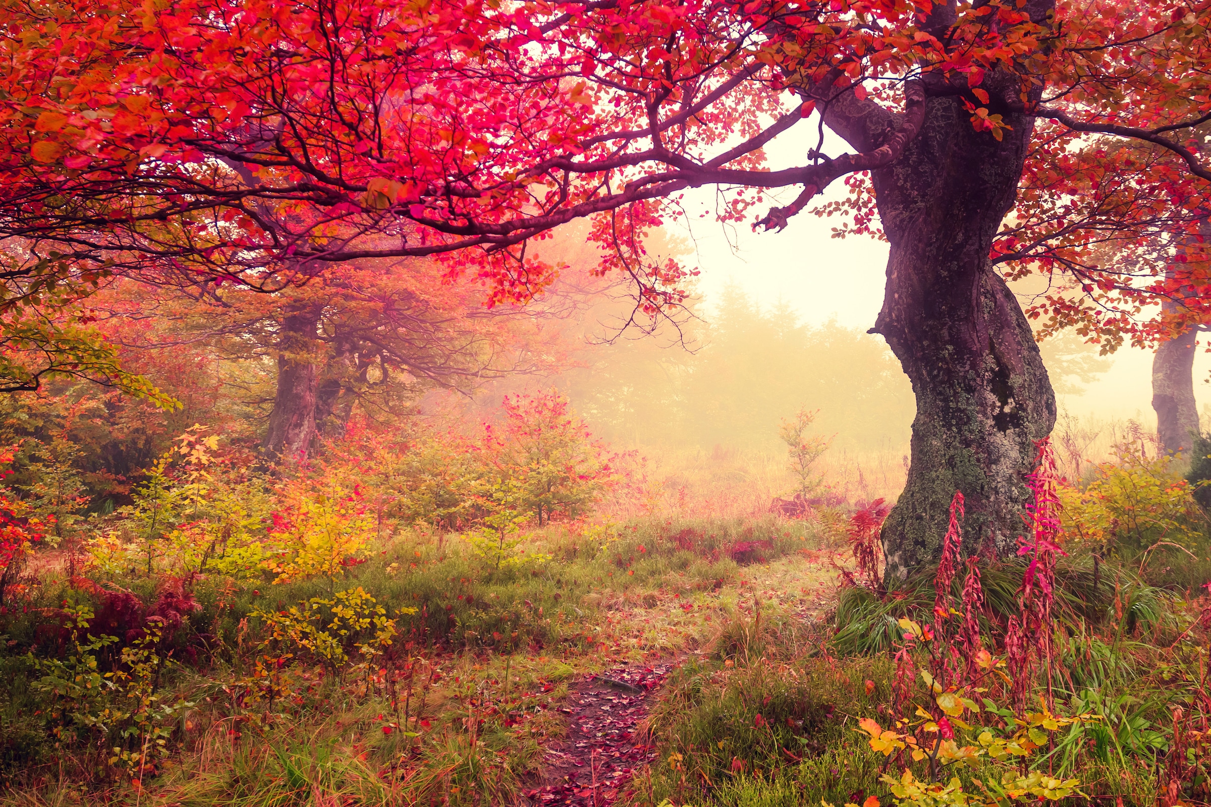 Papermoon Fototapete »Autumn Trees« günstig online kaufen