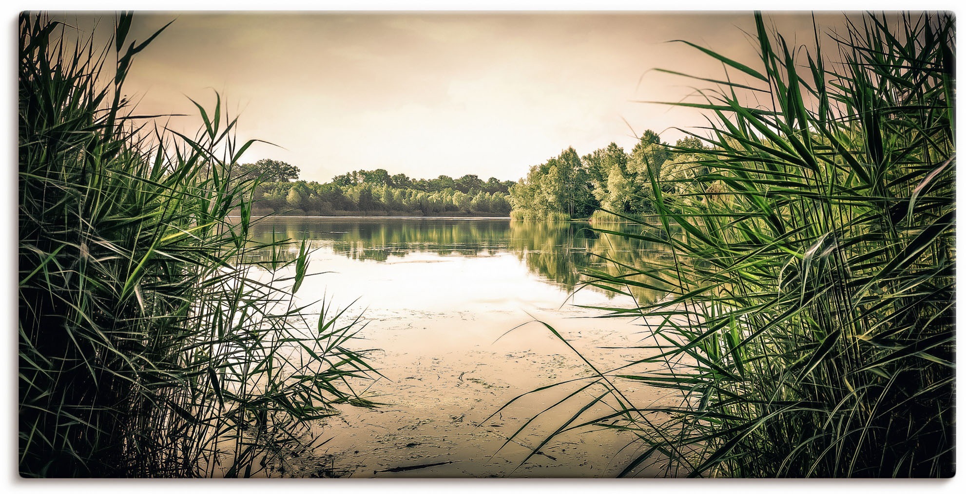 Artland Leinwandbild »gruenes Schilf am See«, Seebilder, (1 St.), auf Keilrahmen gespannt