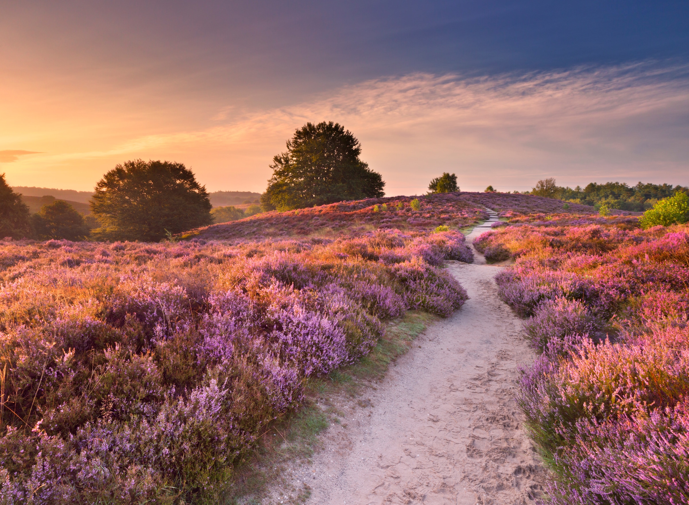 Papermoon Fototapete »Blooming Heather at Sunrise« glatt günstig online kaufen