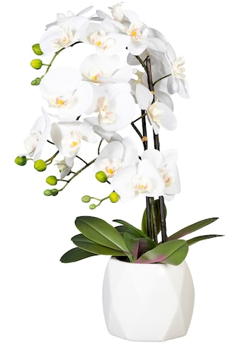 Creativ green Kunstorchidee »Deko-Orchidee Phalaenopsis im Keramiktopf«, (1 St.) kaufen