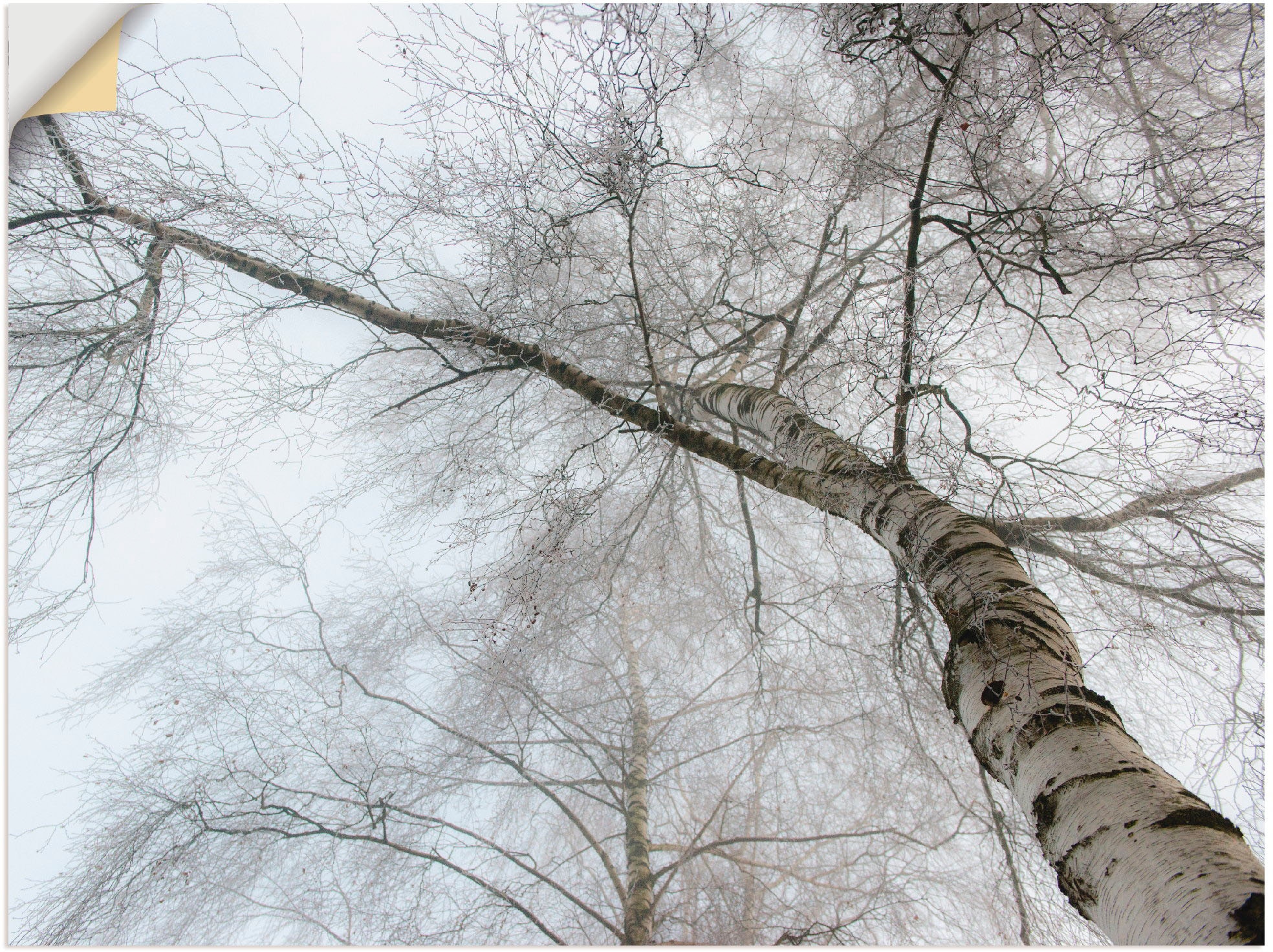 Artland Wandbild »Winter Birke«, Bäume, (1 St.), als Leinwandbild, Wandaufk günstig online kaufen