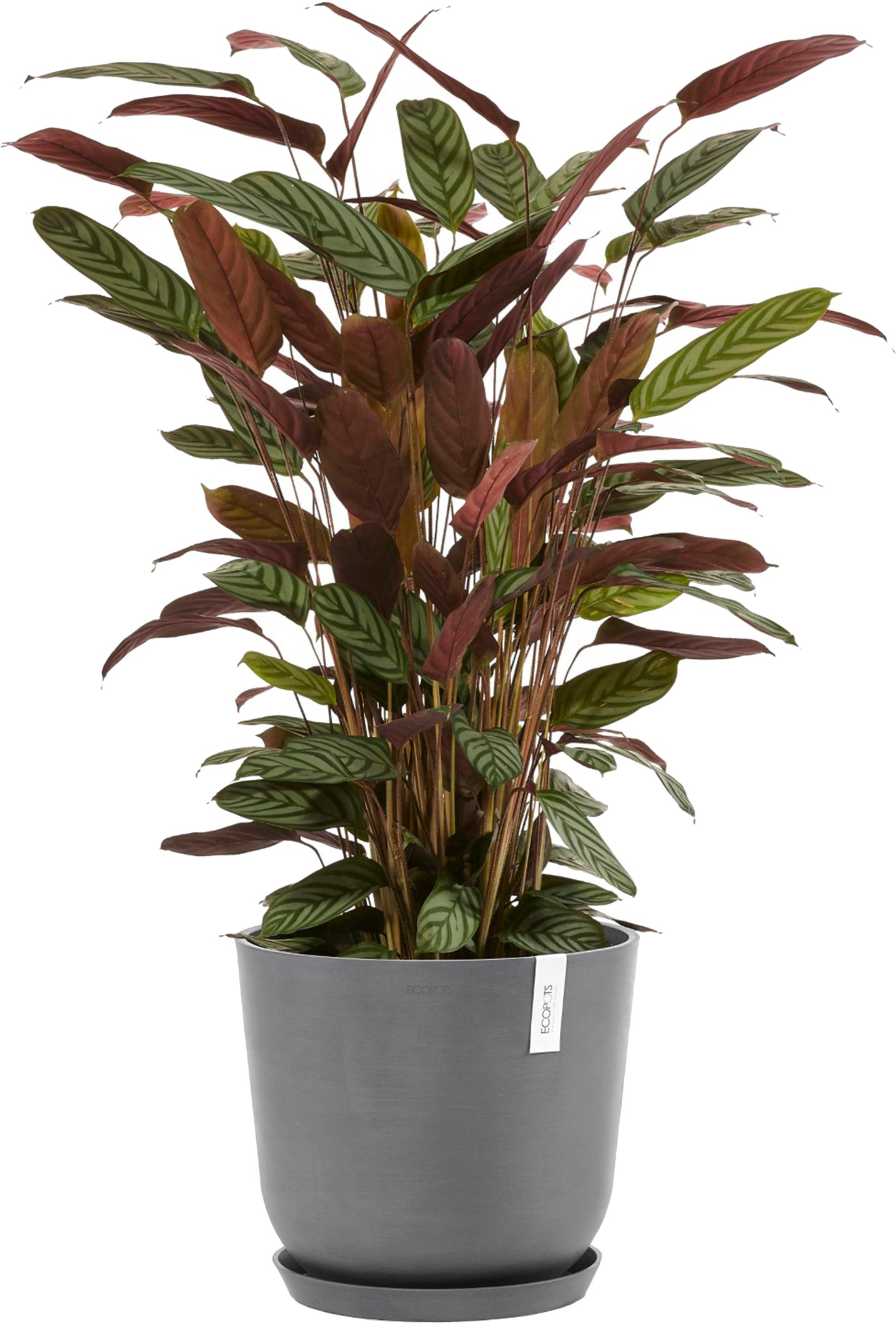 ECOPOTS Blumentopf »Oslo 35 + Wassersystem Grau«, für innen und außen: frostsicher, bruchsicher und lichtbeständig
