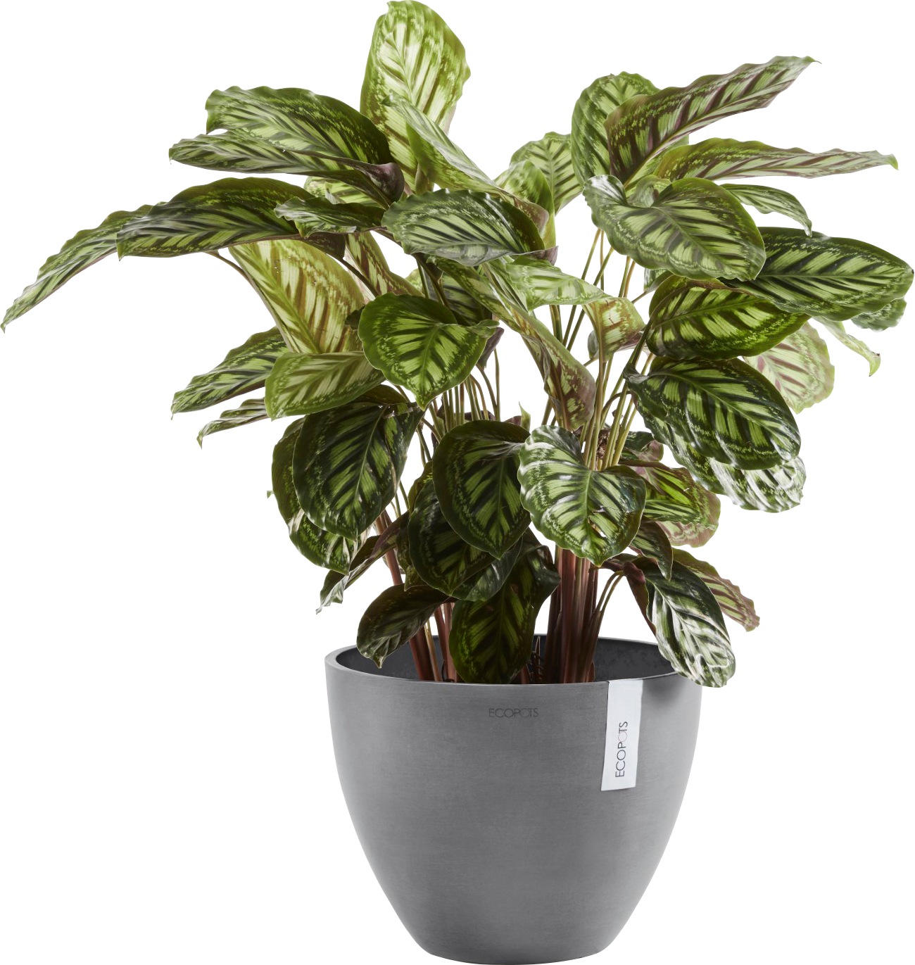 ECOPOTS Blumentopf »ANTWERP Grey« BxTxH: 30x30x25,5 cm