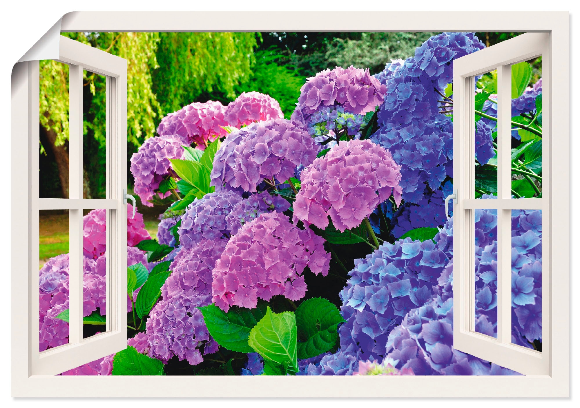 Poster ARTLAND "Fensterblick Hortensien im Garten", lila (farbe bild(er): lila), B:100cm H:70cm, Bilder, Poster, ohne Rahmen
