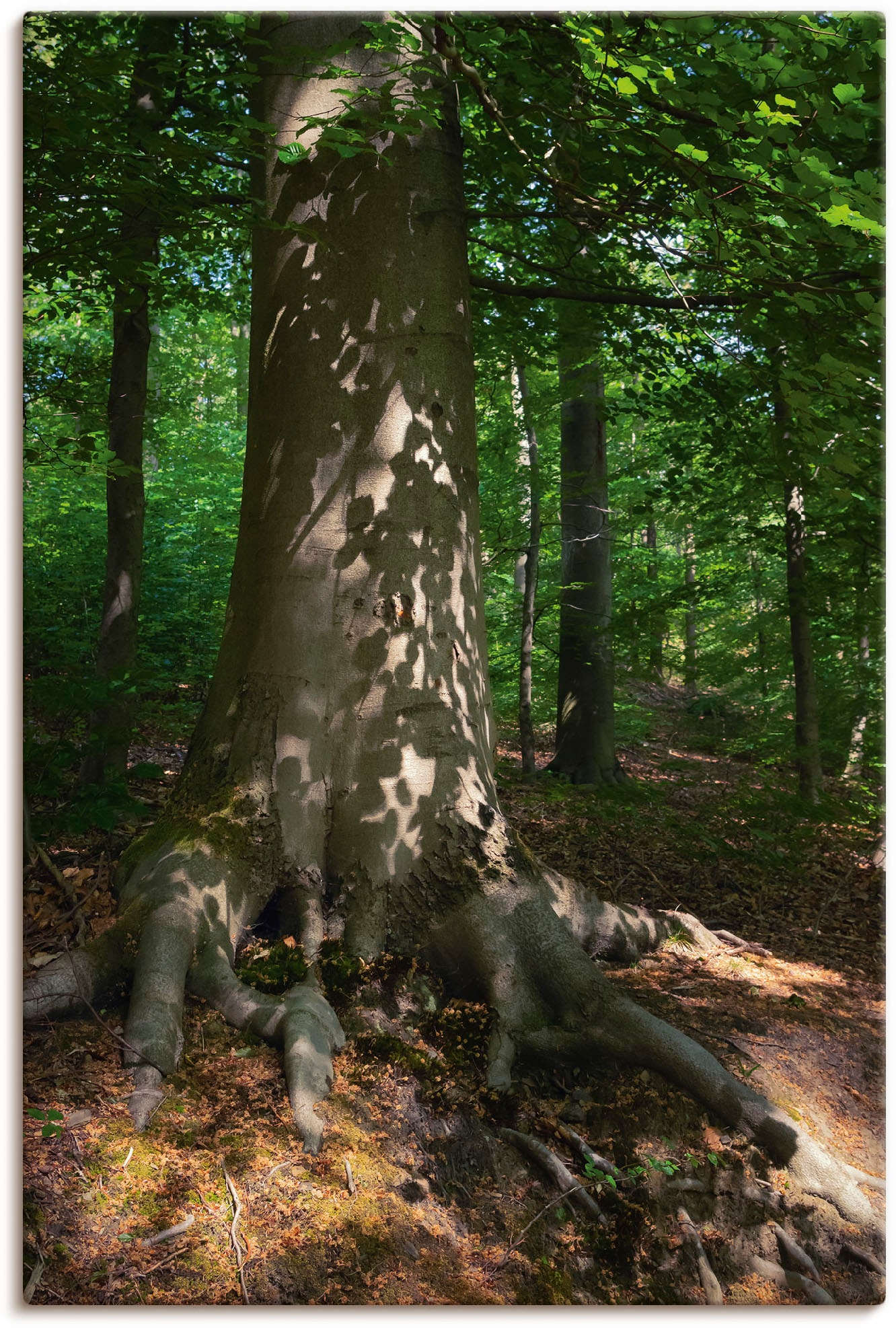 Artland Wandbild »Waldimpression«, Baumbilder, (1 St.), als Alubild,  Leinwandbild, Wandaufkleber oder Poster in versch. Größen auf Rechnung  bestellen