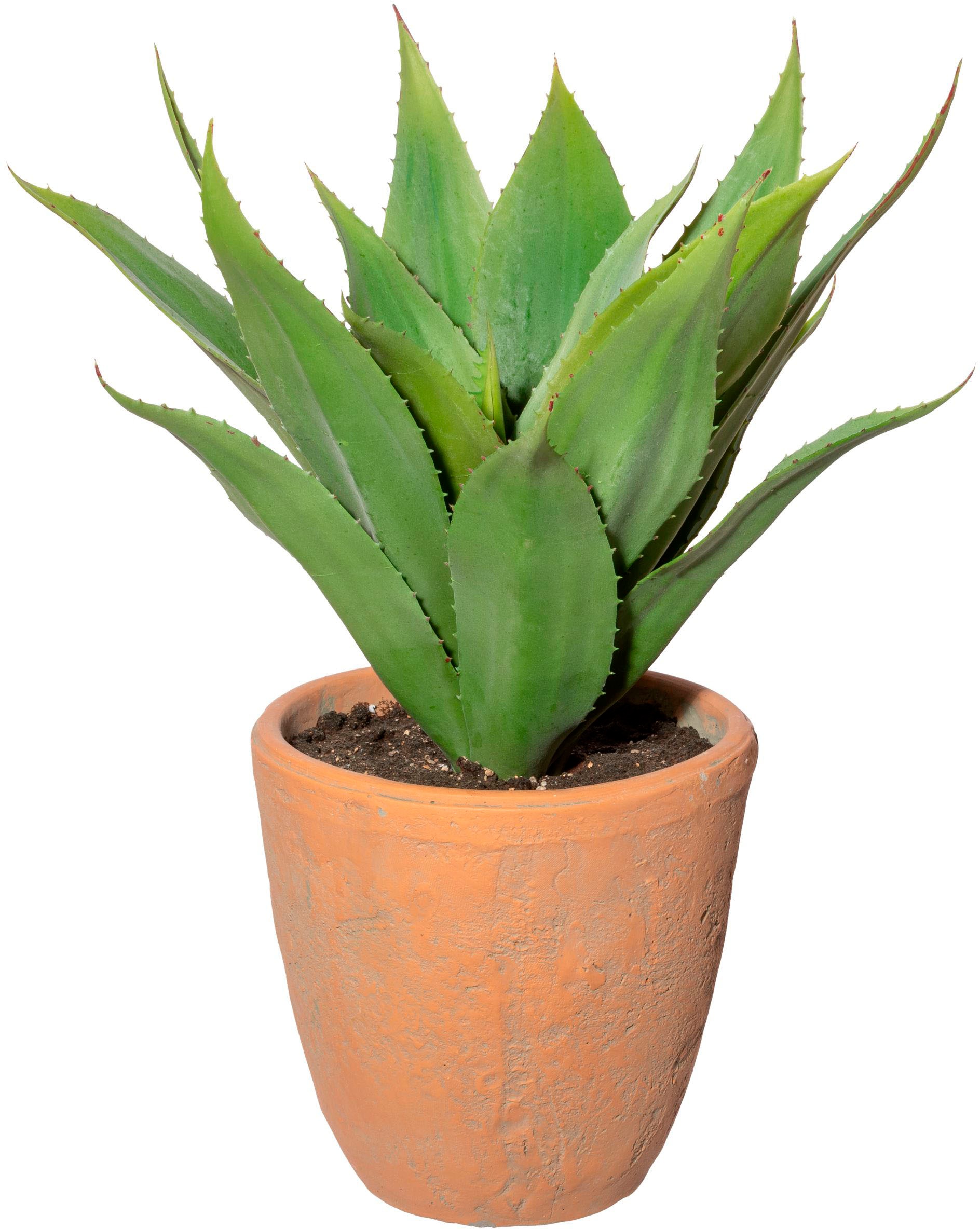 Creativ green Künstliche Zimmerpflanze »Agave im Terracottatopf« günstig online kaufen