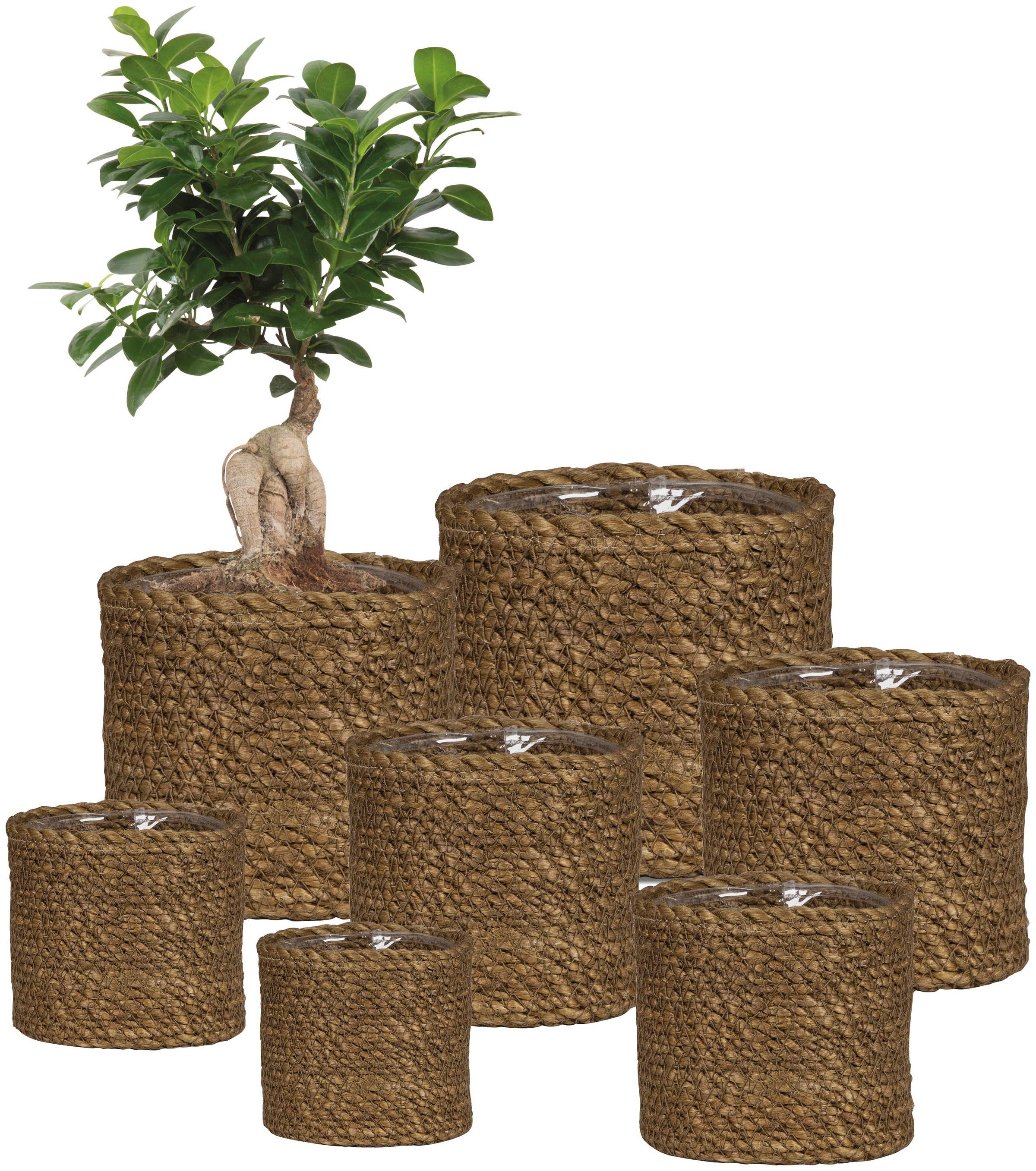 Scheurich Blumentopf »brown 26/508«