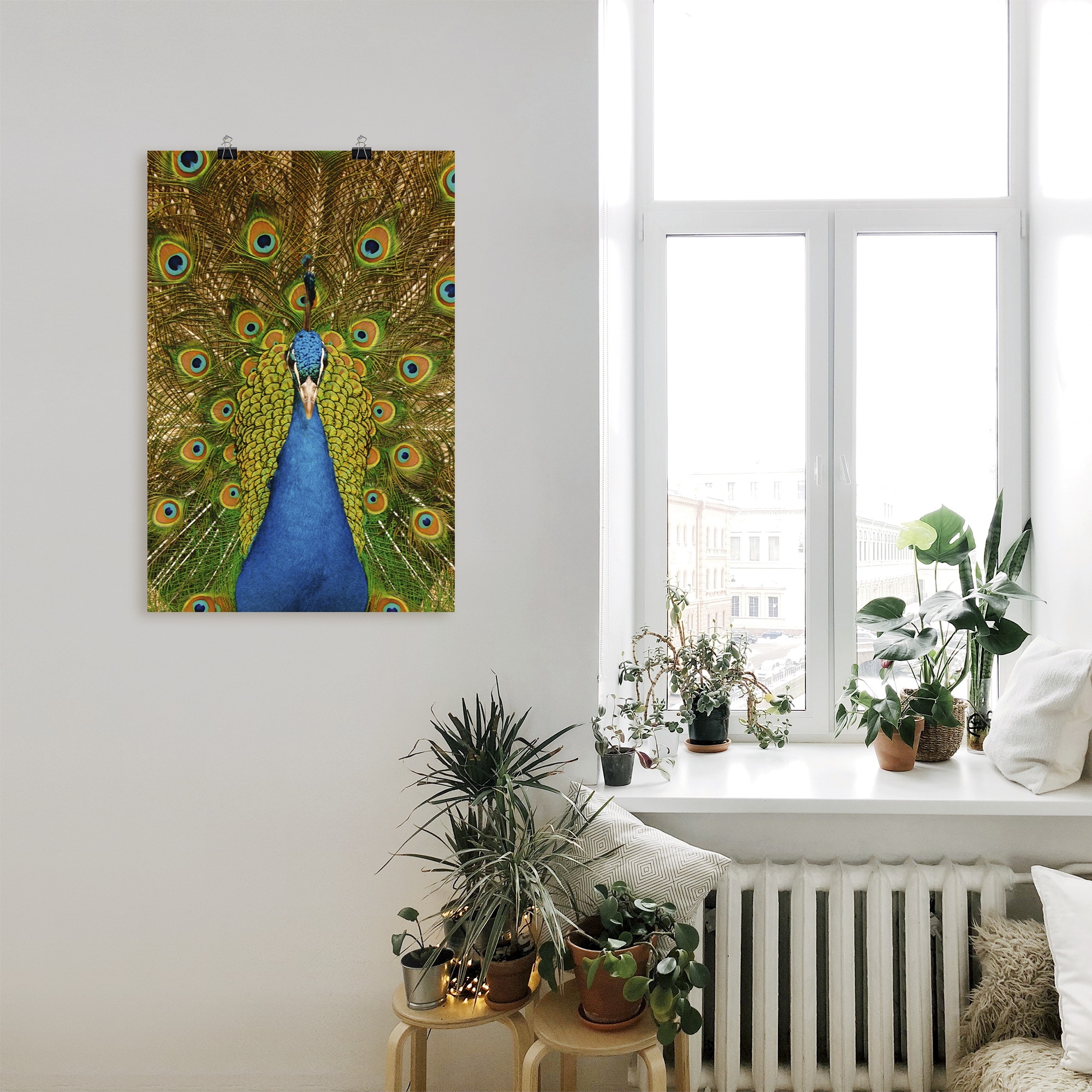 Artland Poster »Stolzer Pfau«, Vögel, (1 St.), als Alubild, Leinwandbild, Wandaufkleber oder Poster in versch. Größen