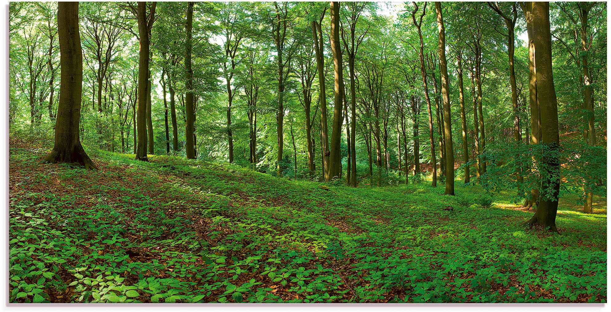 Artland Glasbild "Panorama von einem grünen Sommerwald", Wald, (1 St.), in günstig online kaufen