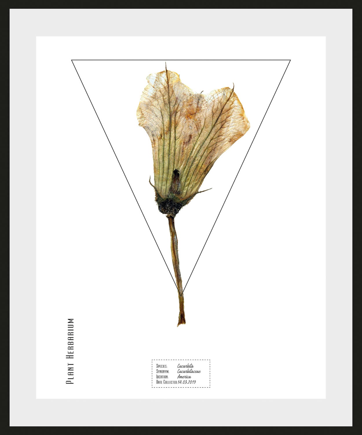 queence Bild »Cucurbita«, Pflanzen-Pflanzenbilder-Schriftzug, (1 St.), HD P günstig online kaufen