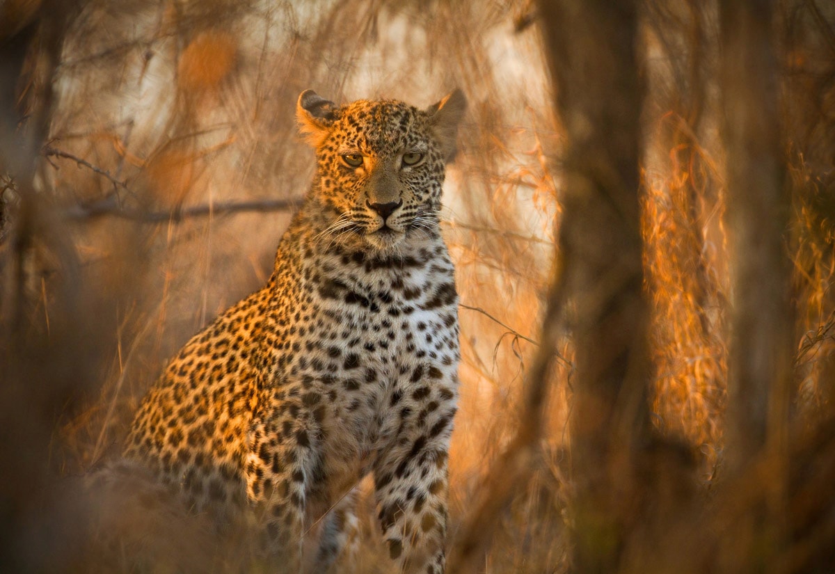 Papermoon Fototapete »Leopard in Wald« günstig online kaufen