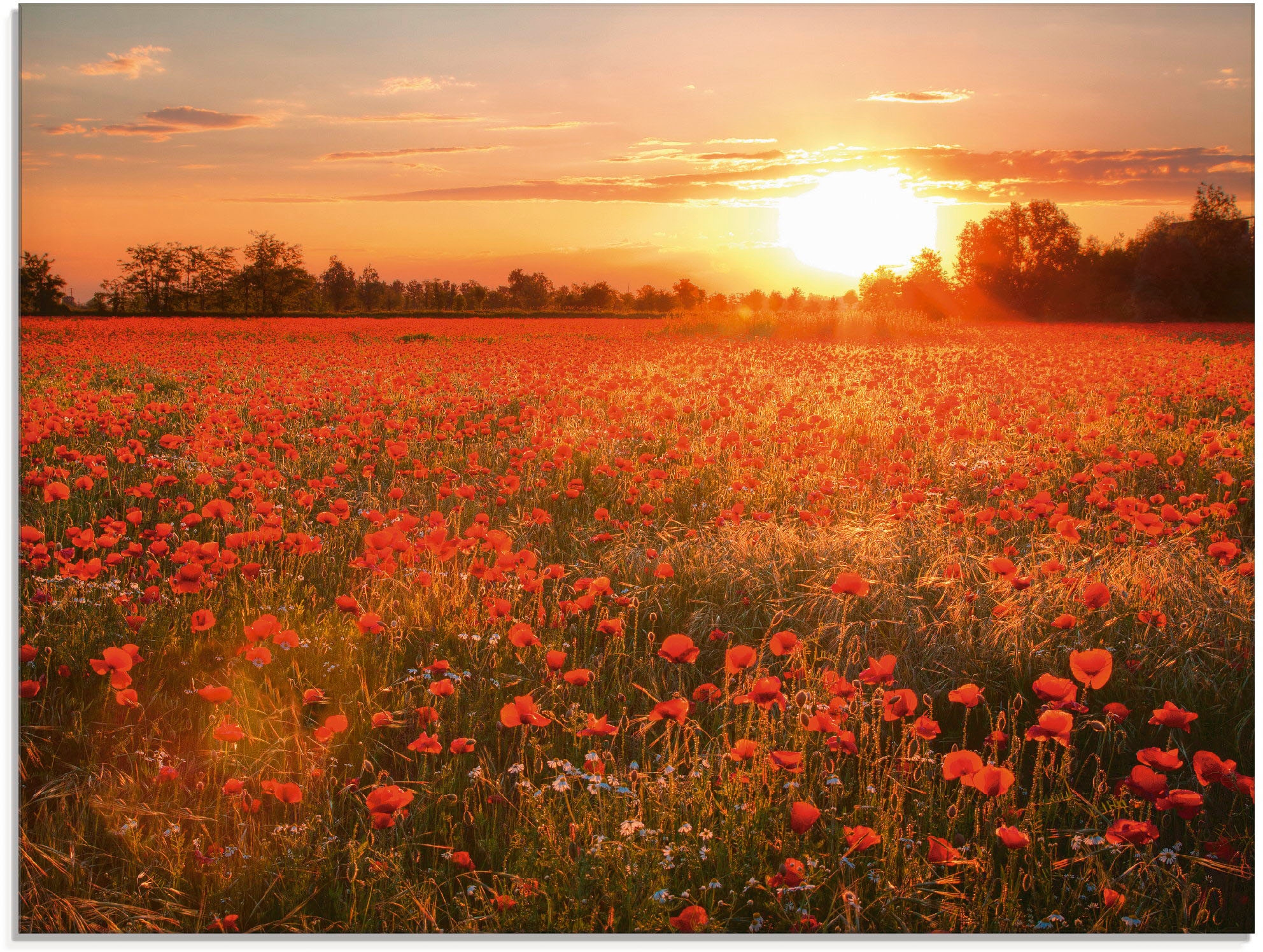 Artland Glasbild "Mohnblumenfeld bei Sonnenuntergang", Blumen, (1 St.), in günstig online kaufen