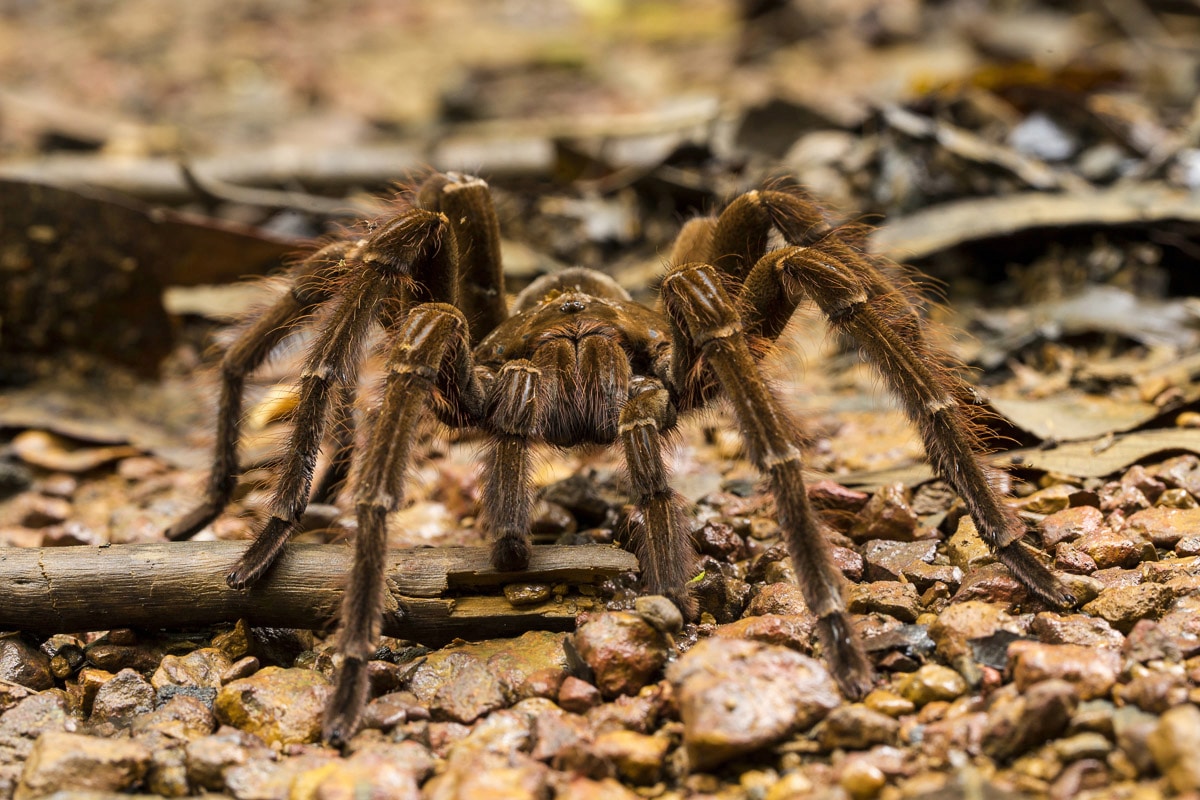 Papermoon Fototapete »Spinne« günstig online kaufen