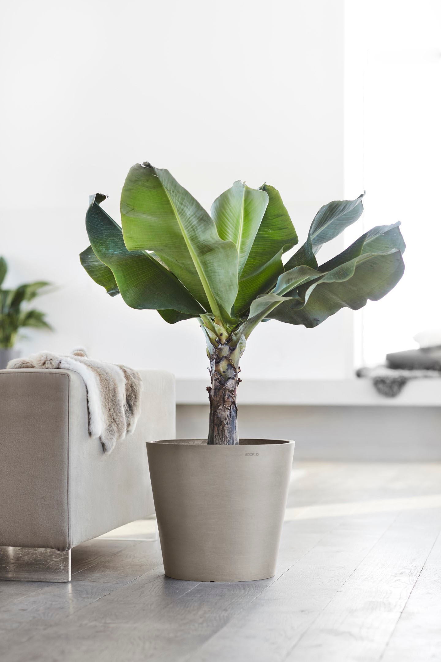 ECOPOTS Blumentopf »Amsterdam«, ØxH: 40x35 cm