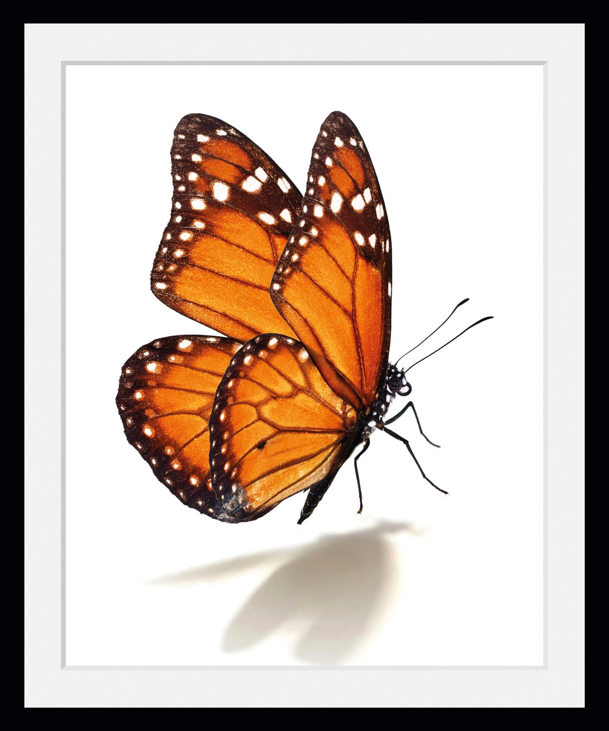 queence Bild »Eazy« Insekten   Kunst   Schmetterlinge 1 Stk. tlg. HD Premiu günstig online kaufen