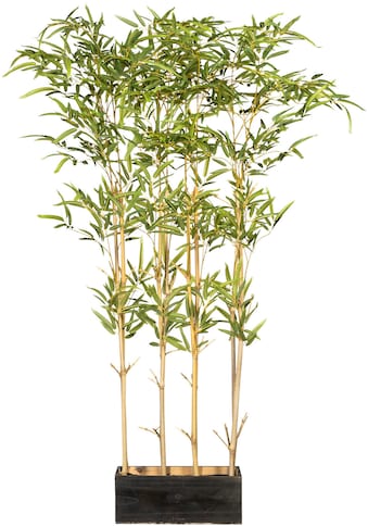 Creativ green Künstliche Zimmerpflanze »Bambusraumteiler«, (1 St.), im Holzkasten kaufen