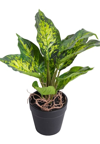 Künstliche Zimmerpflanze »Dieffenbachia Tropic«