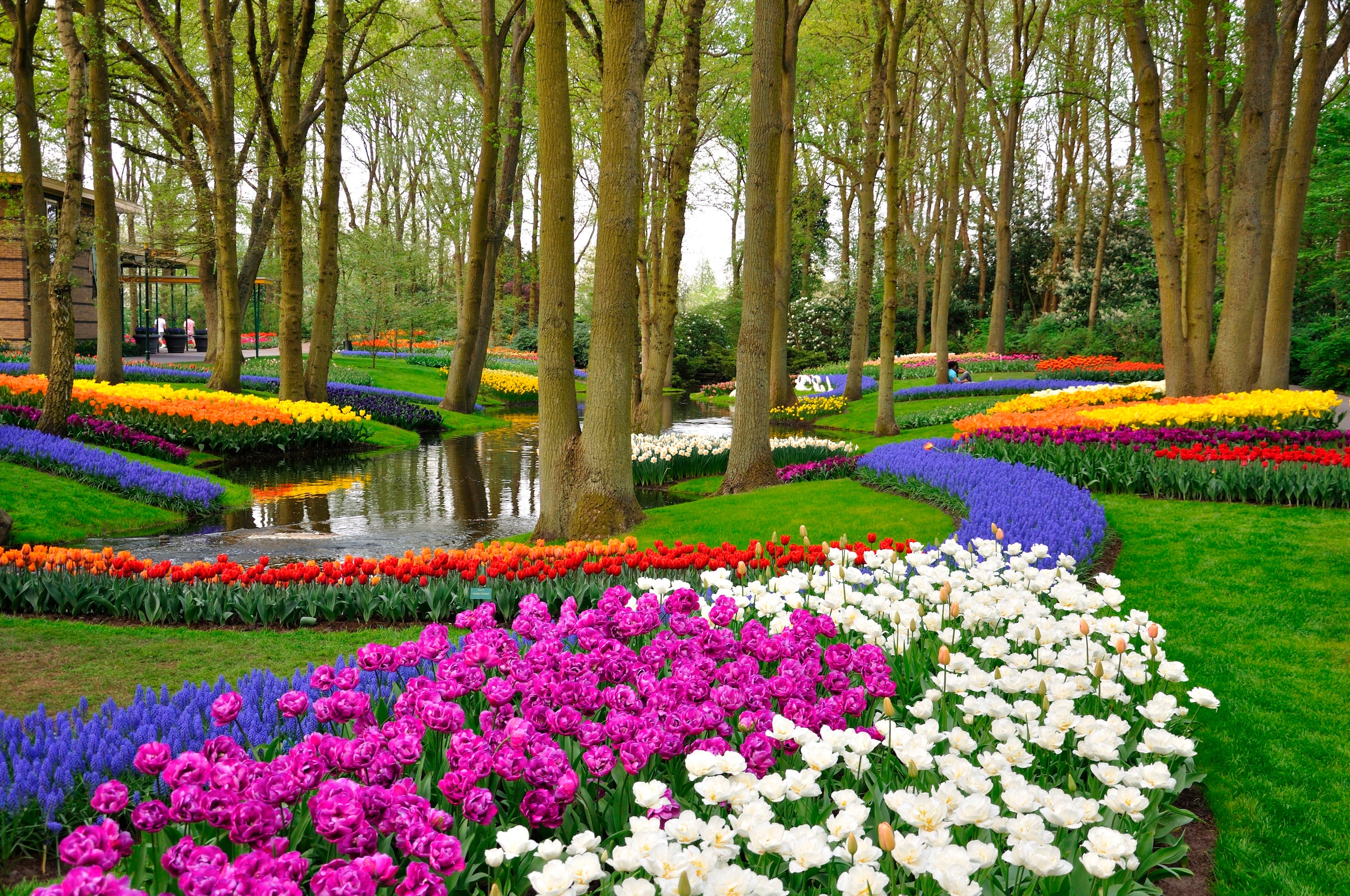Papermoon Fototapete »Tulips in Keukenhof Park« glatt günstig online kaufen