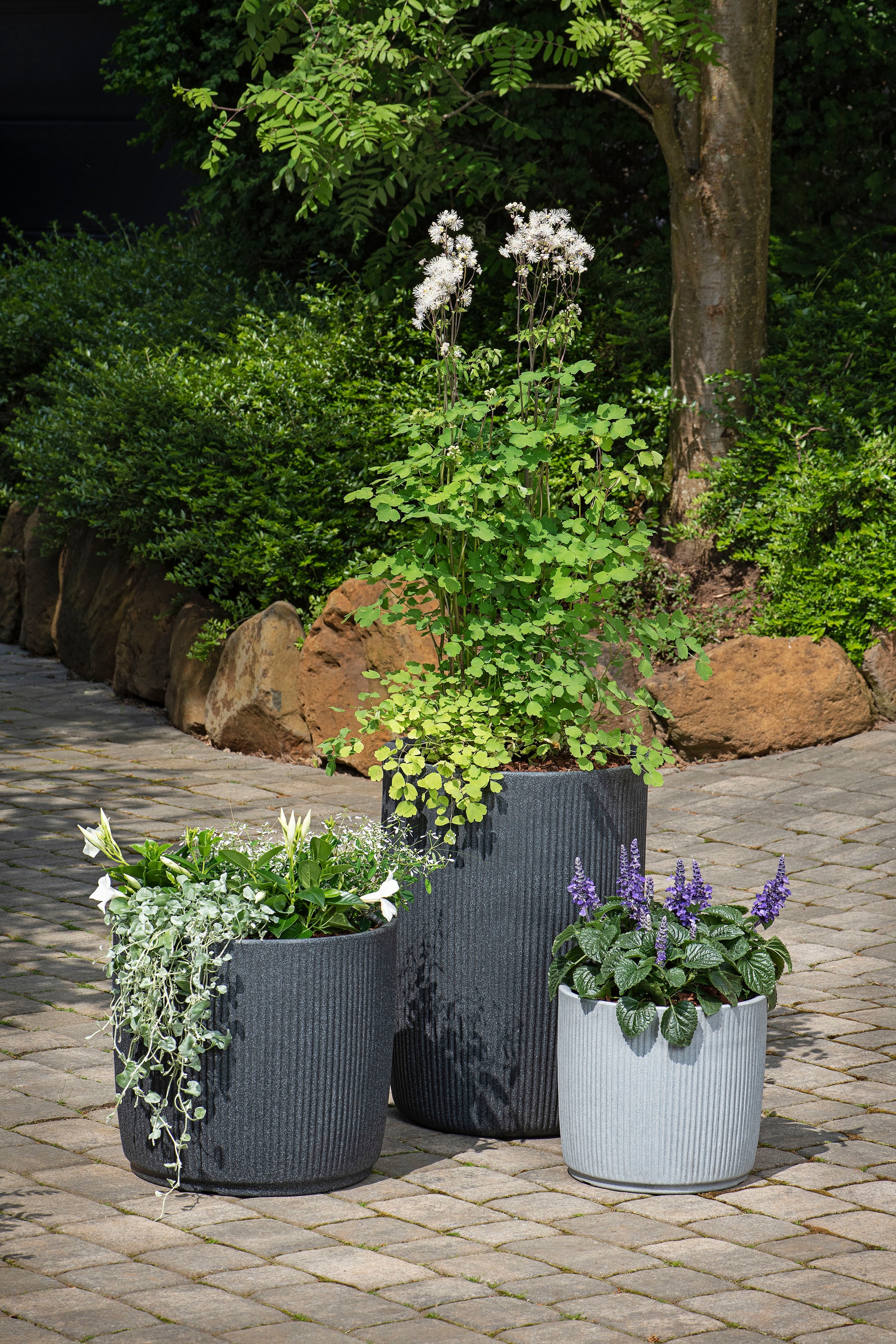 Scheurich Blumentopf »47/259 linetto«