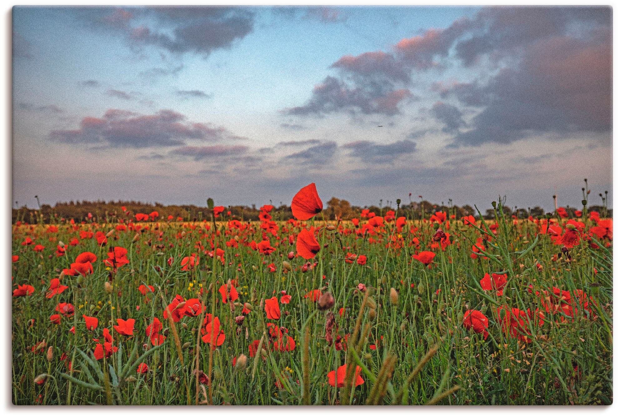 Artland Wandbild »Mohnblumenfeld«, Blumenwiese, (1 St.), als Leinwandbild i günstig online kaufen