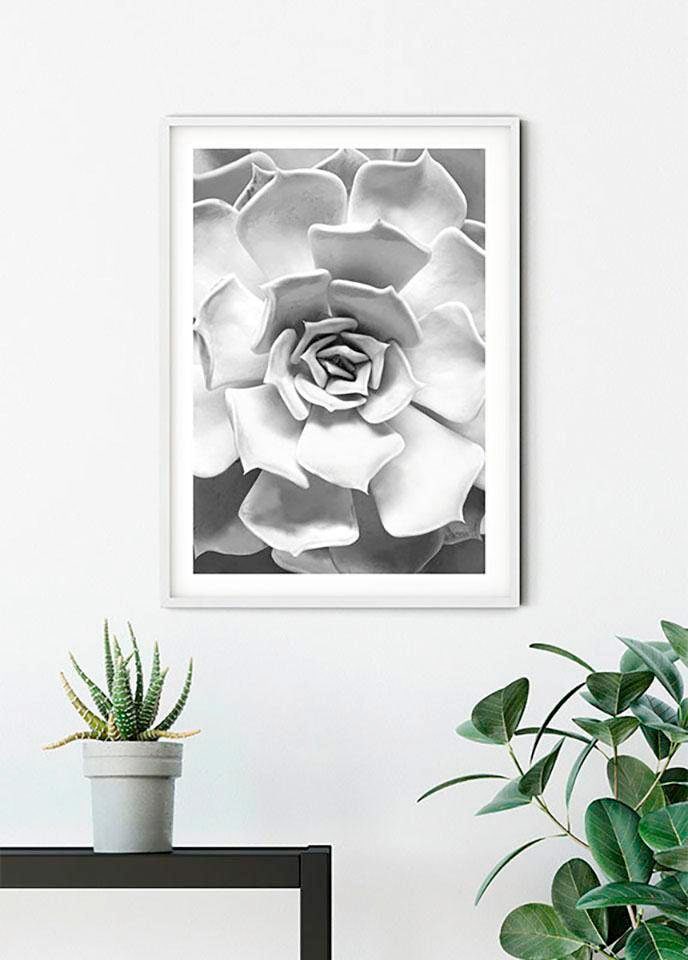Komar Bild »Succulent Closeup«, Pflanzen-Blätter, (1 St.), Wandbild zur Dekoration - ohne Rahmen