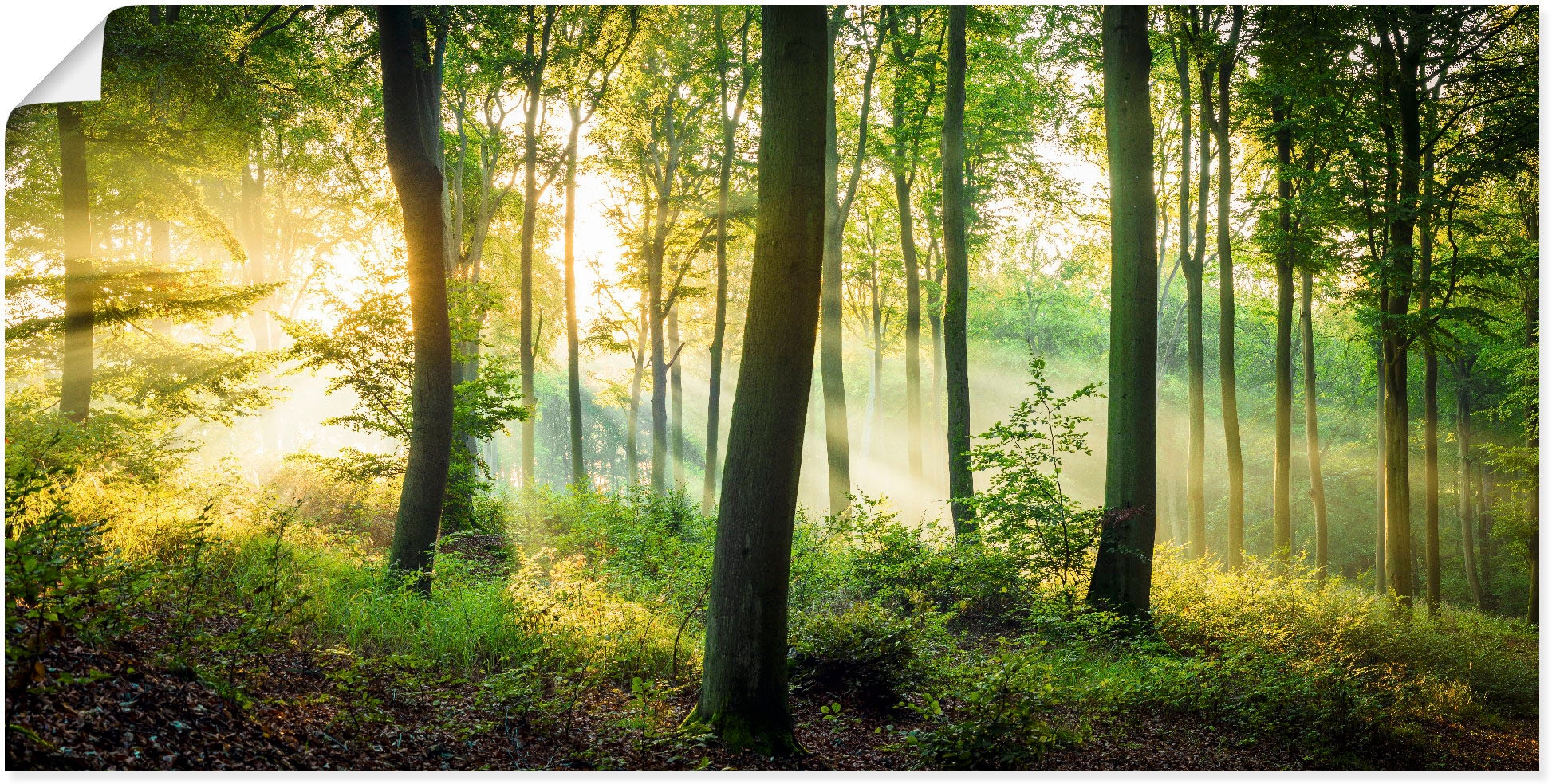 Artland Wandbild »Herbst im Wald II« Waldbilder 1 Stk. tlg. als Alubild, Ou günstig online kaufen