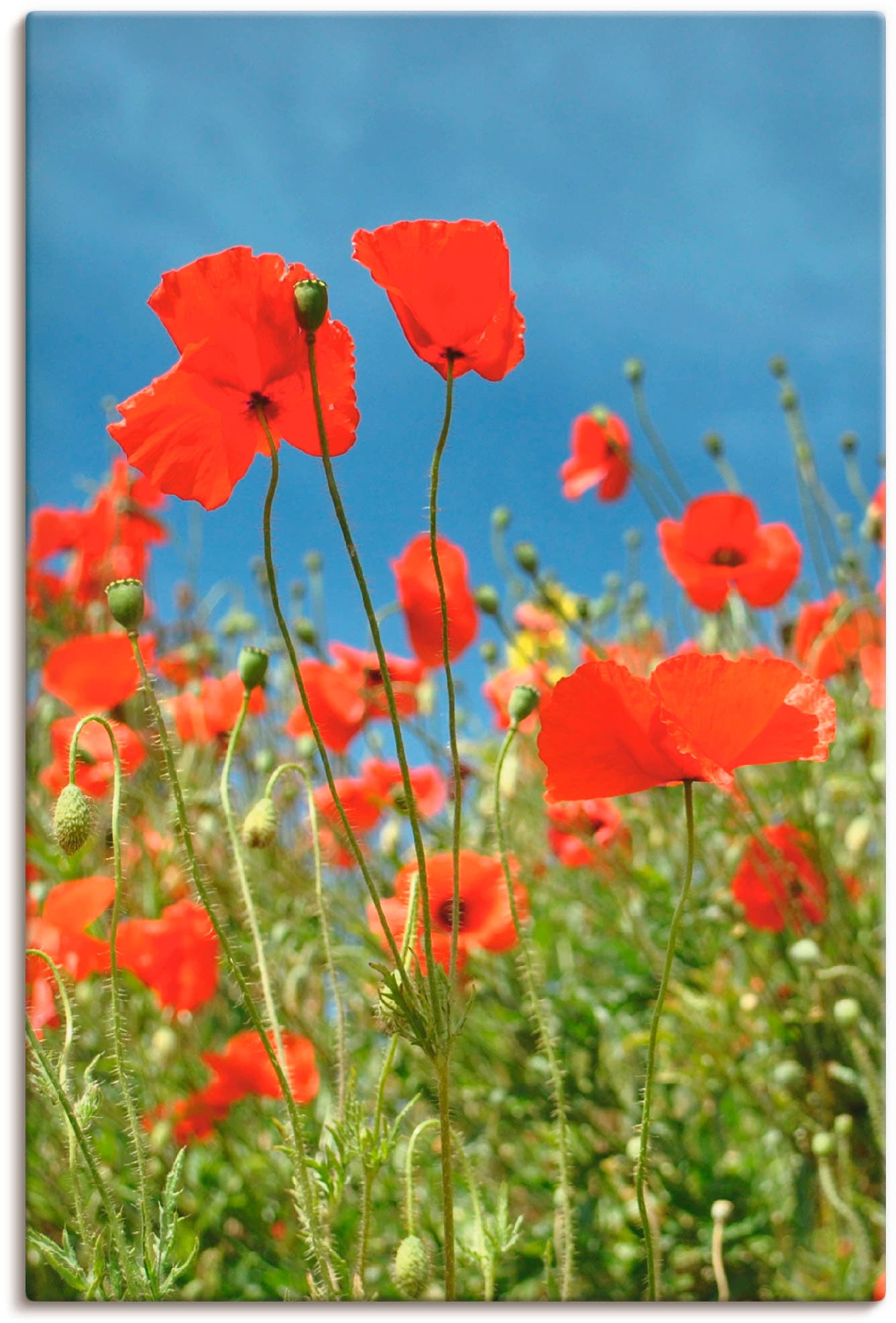 Artland Leinwandbild »Feld mit rotem Klatschmohn«, Blumen, (1 St.), auf Kei günstig online kaufen