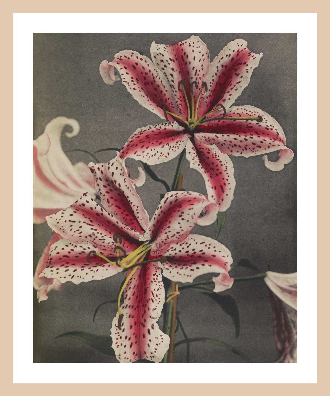 queence Bild mit Rahmen »Edda«, Blumen-Pflanzen-Kunst-Blumenbilder, Premium günstig online kaufen