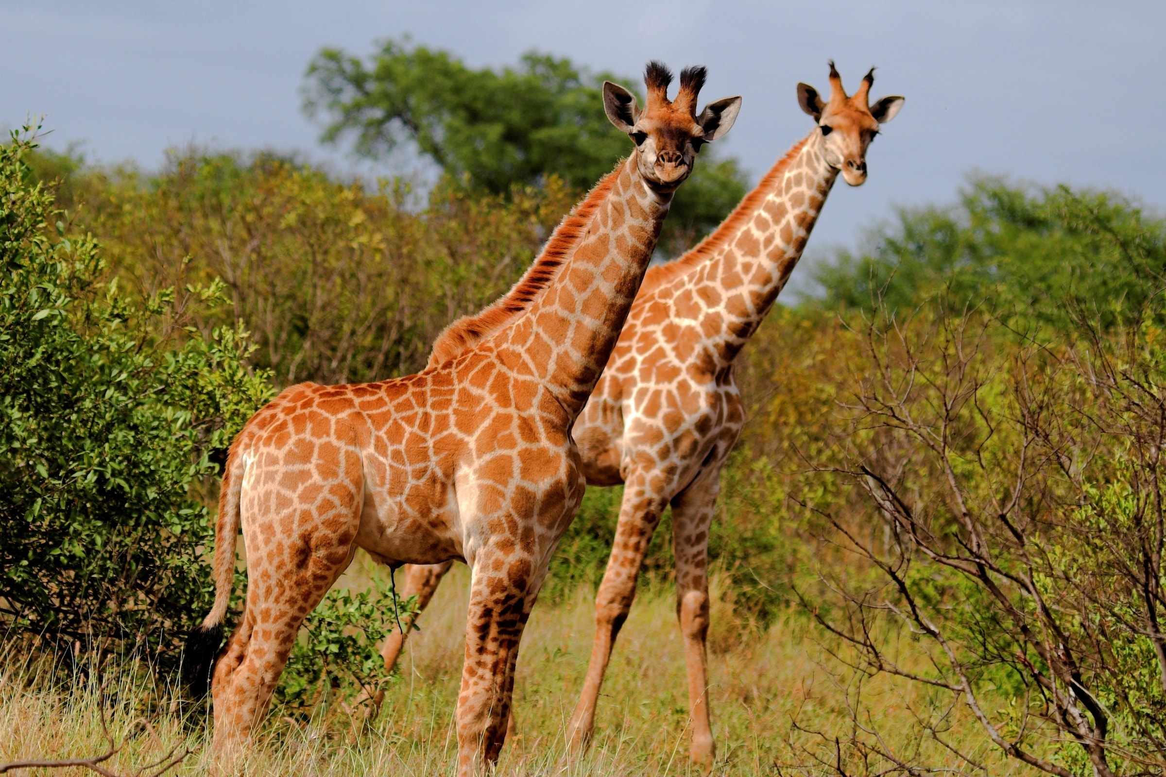 Papermoon Fototapete »GIRAFFE-TIERE AFRIKA SAVANNE STEPPE SAHARA BÄUME NATU günstig online kaufen