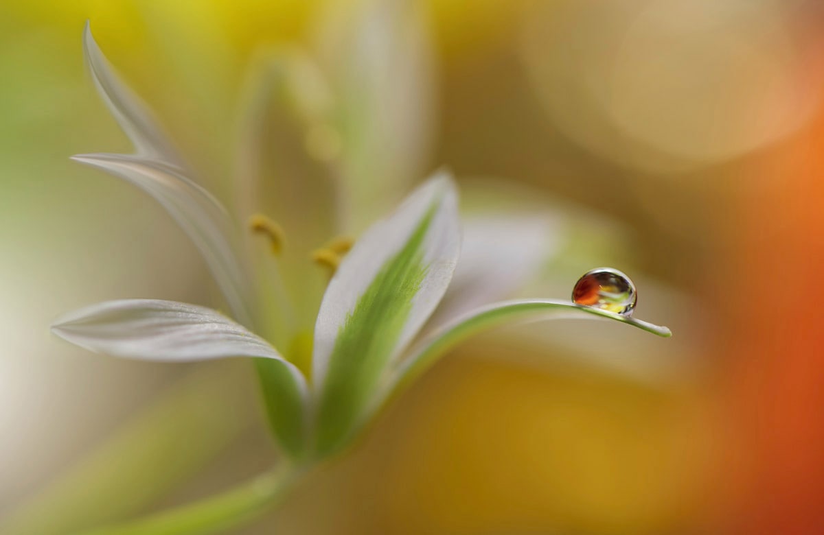 Papermoon Fototapete »Zen Wassertropfen mit Blume Makro« günstig online kaufen