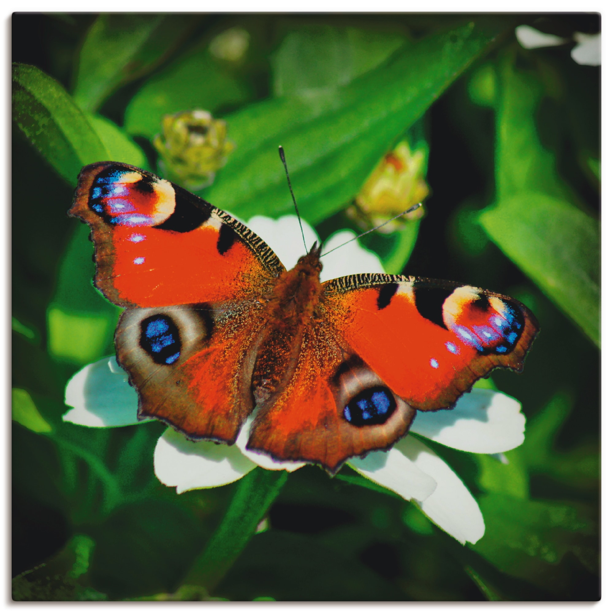 Artland Wandbild "Tagpfauenauge", Insekten, (1 St.), als Leinwandbild, Post günstig online kaufen