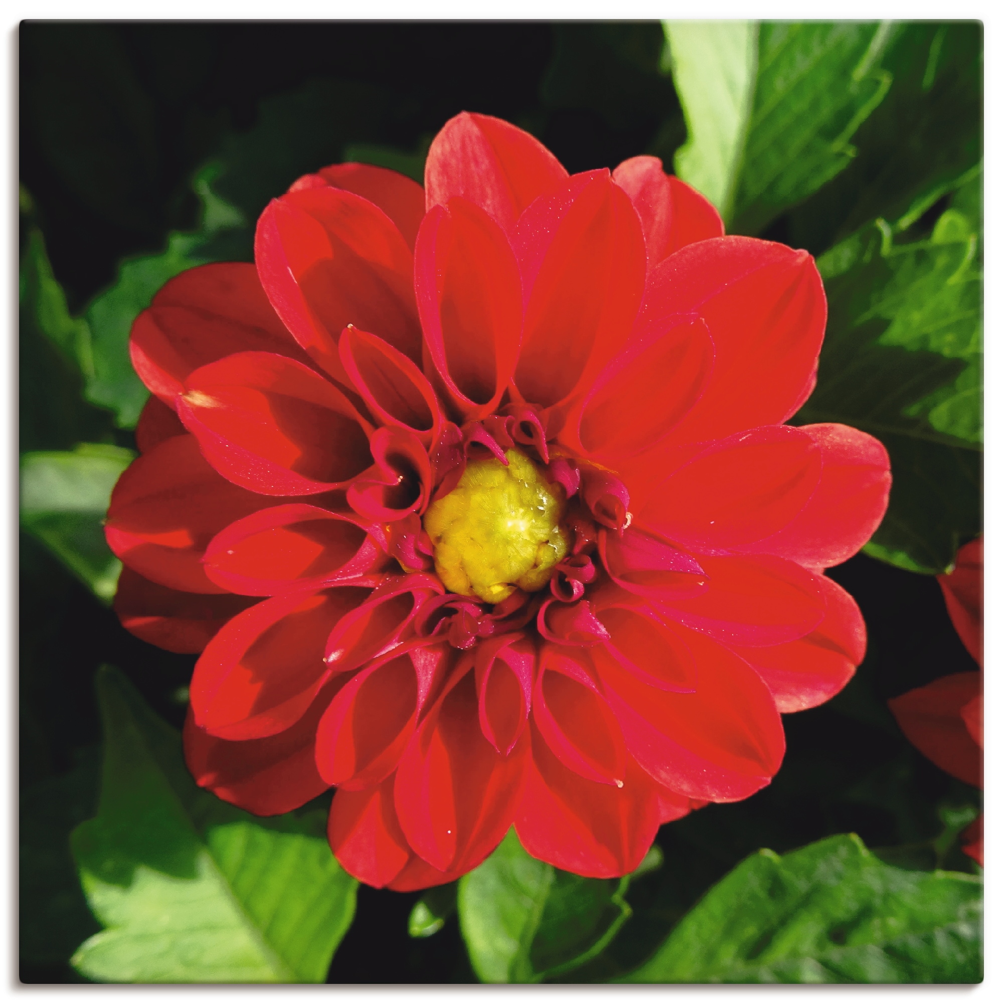 Artland Wandbild »Rote Dahlienblüte«, Blumen, (1 St.), als Alubild,  Leinwandbild, Wandaufkleber oder Poster in versch. Größen online bestellen